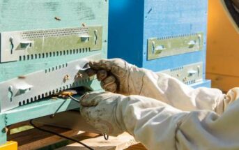 PM 3Bee: Startup will mittels Künstlicher Intelligenz das Bienensterben in Deutschland stoppen ( Foto: 3Bee )