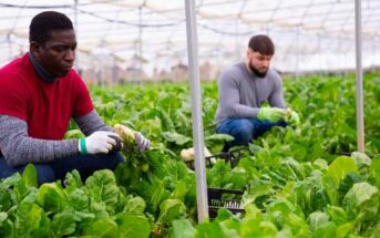 Indoor Farming: Technik, Marge und Geschäftsmodell ( Foto: Adobe Stock - JackF )