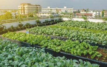 Urban Farming: Technik, Geschäftsmodell, Probleme ( Foto: Adobe Stock - ball141030_)