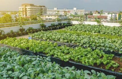 Urban Farming: Technik, Geschäftsmodell, Probleme ( Foto: Adobe Stock - ball141030_)