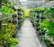 Vertikale Landwirtschaft: Wie man indoor Geld verdient ( Foto: Adobe Stock - Aisyaqilumar )