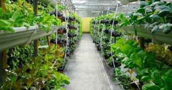 Vertikale Landwirtschaft: Wie man indoor Geld verdient ( Foto: Adobe Stock - Aisyaqilumar )